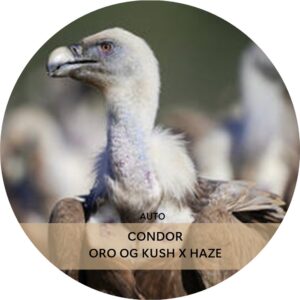CÓNDOR