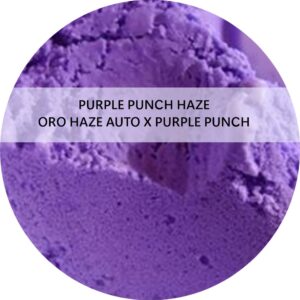 PURPLE PUNCH HAZE