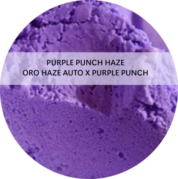 PURPLE PUNCH HAZE