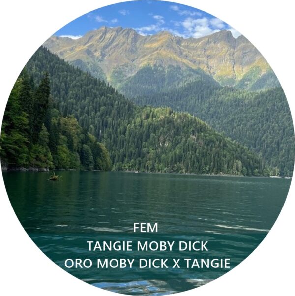 TANGIE MOBY DICK