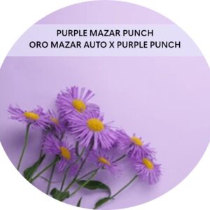 PURPLE MAZAR PUNCH