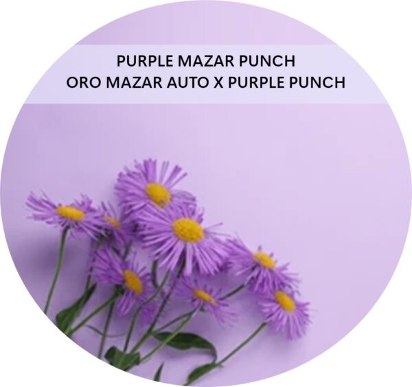 PURPLE MAZAR PUNCH