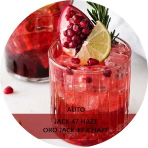 JACK 47 HAZE