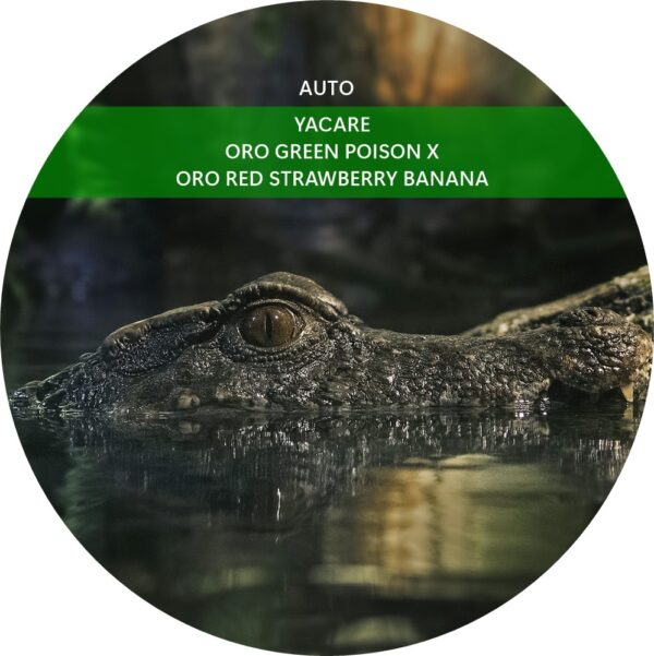 YACARE