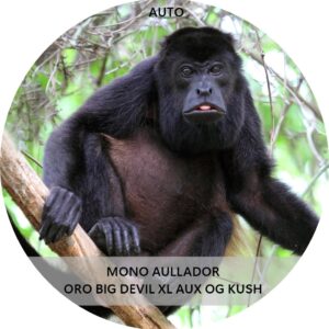 MONO AULLADOR