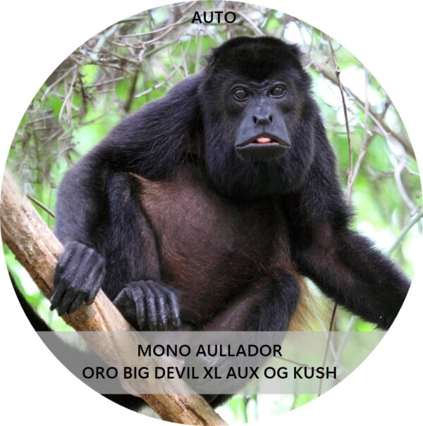 MONO AULLADOR