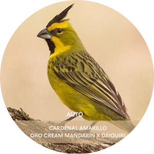 CARDENAL AMARILLO