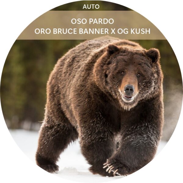 OSO PARDO