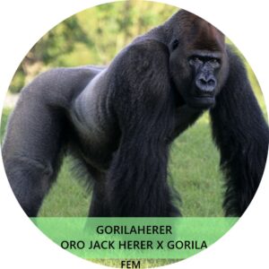 GORILA HERER