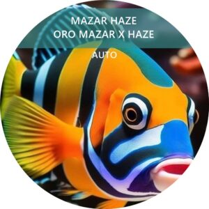 MAZAR HAZE