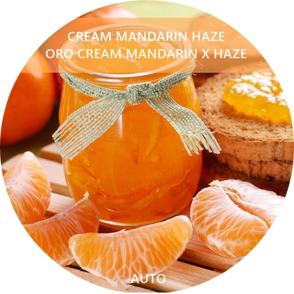 CREAM MANDARIN HAZE