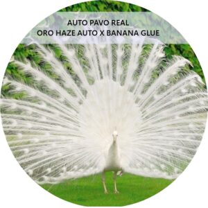 PAVO REAL