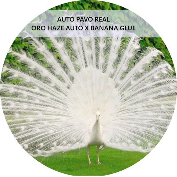 PAVO REAL
