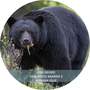 OSO NEGRO