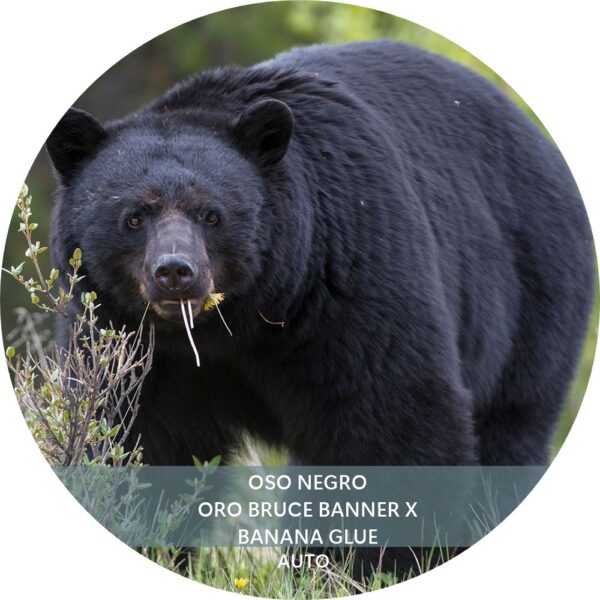 OSO NEGRO