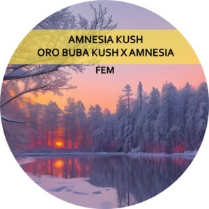 AMNESIA KUSH