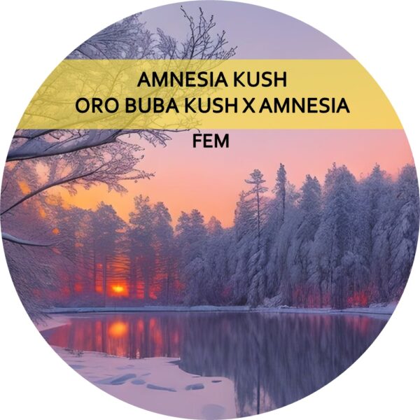 AMNESIA KUSH
