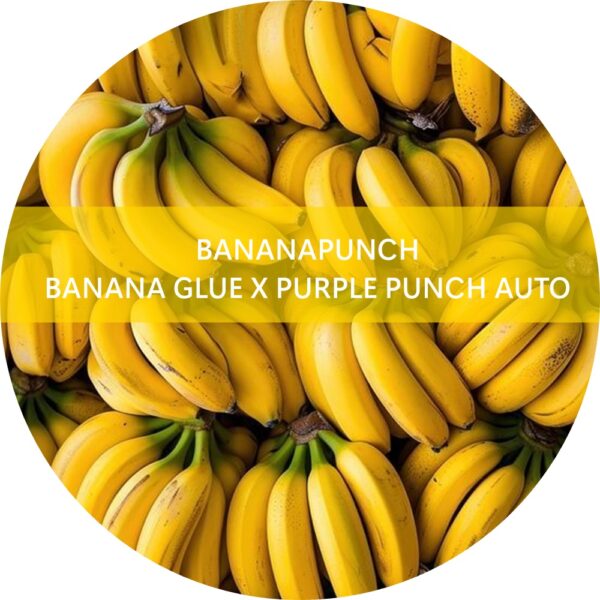 BANANA PUNCH