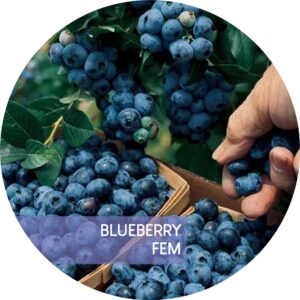 BLUEBERRY