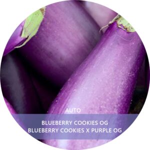 BLUEBERRY COOKIES OG