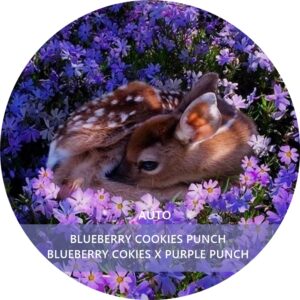 BLUEBERRY COOKIES PUNCH