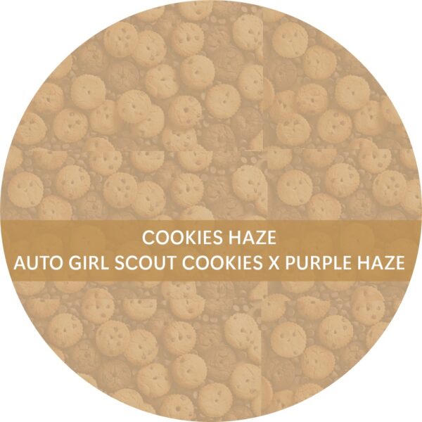 COOKIES HAZE