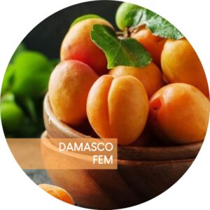 DAMASCO
