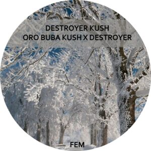 DESTROYER KUSH