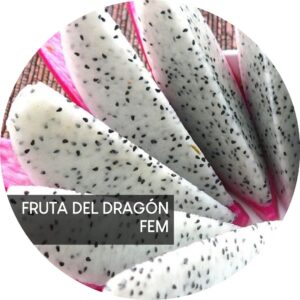 FRUTA DEL DRAGÓN
