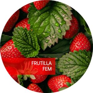FRUTILLA