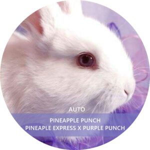 PINEAPPLE PUNCH