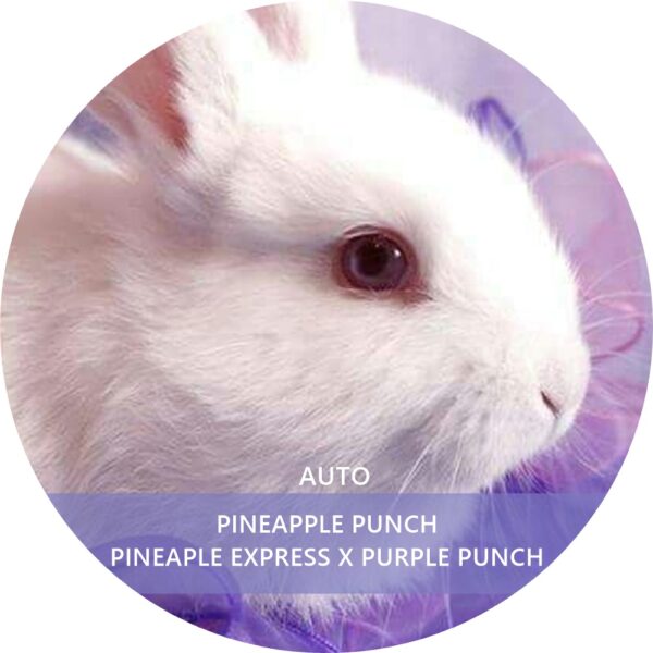 PINEAPPLE PUNCH