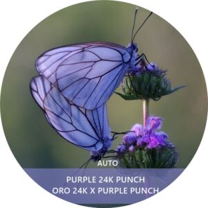 PURPLE 24 K PUNCH