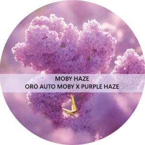MOBY HAZE