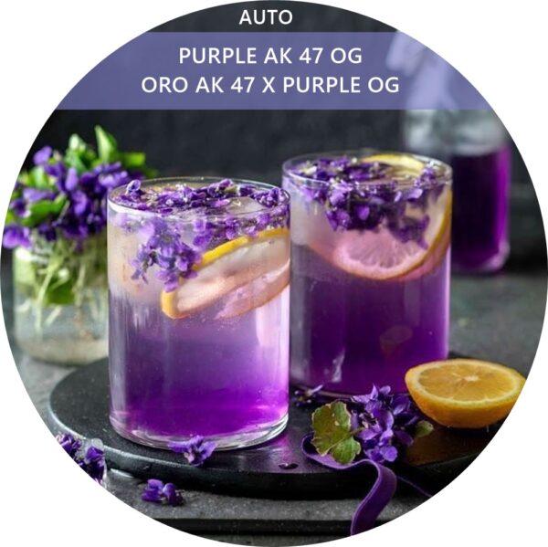 PURPLE AK 47 OG