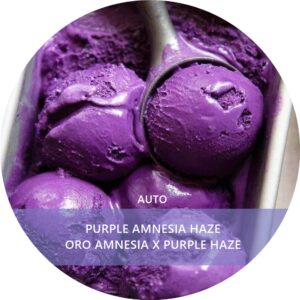PURPLE AMNESIA HAZE