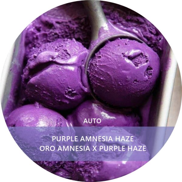 PURPLE AMNESIA HAZE