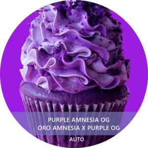 PURPLE AMNESIA OG