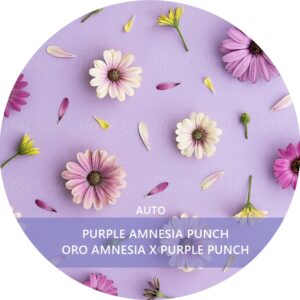 PURPLE AMNESIA PUNCH