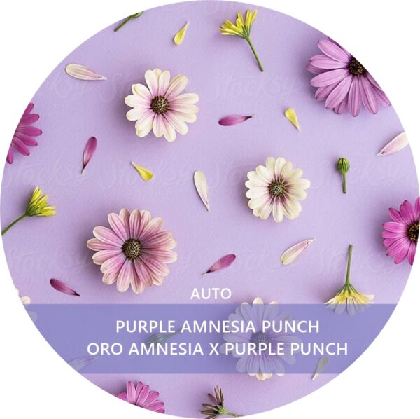 PURPLE AMNESIA PUNCH