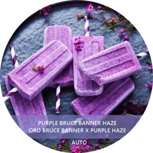 PURPLE BRUCE BANNER HAZE