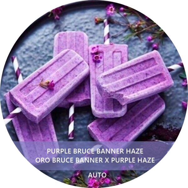 PURPLE BRUCE BANNER HAZE