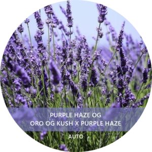 PURPLE HAZE OG