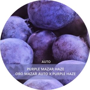 PURPLE MAZAR HAZE