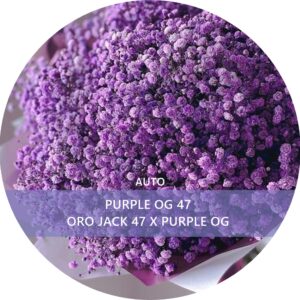 PURPLE OG 47