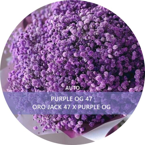 PURPLE OG 47