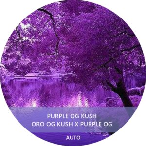 PURPLE OG KUSH