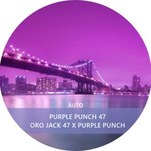 PURPLE PUNCH 47