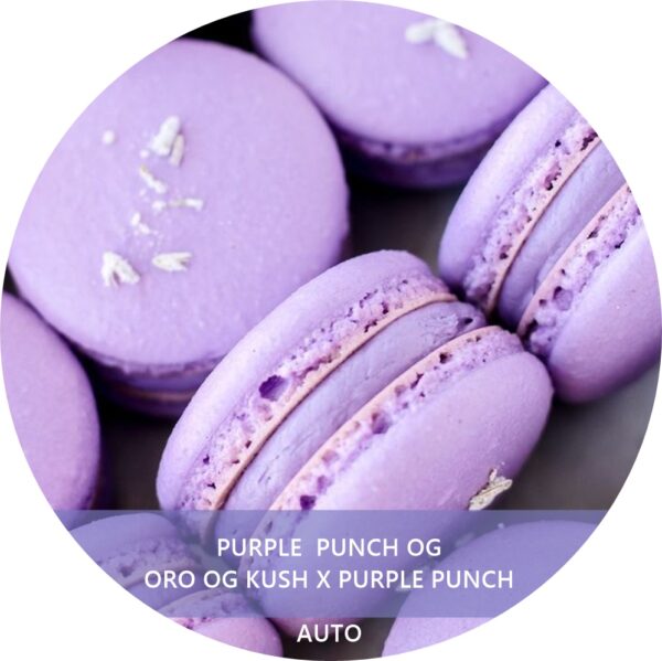 PURPLE PUNCH OG