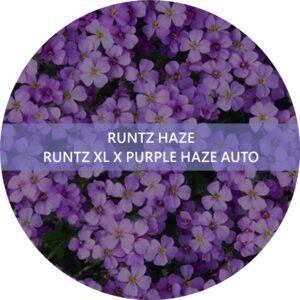 RUNTZ HAZE